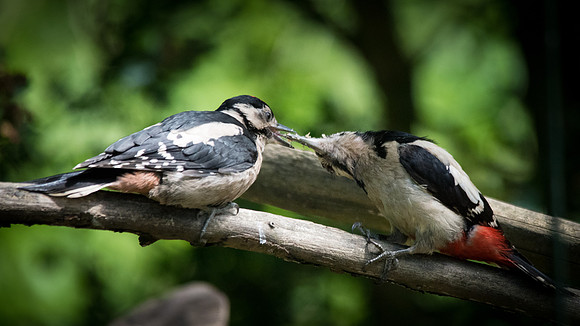 Greater Spotted Woodpecker Feeding Young