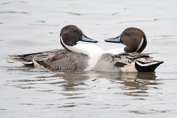 Squaring Up. Pintails