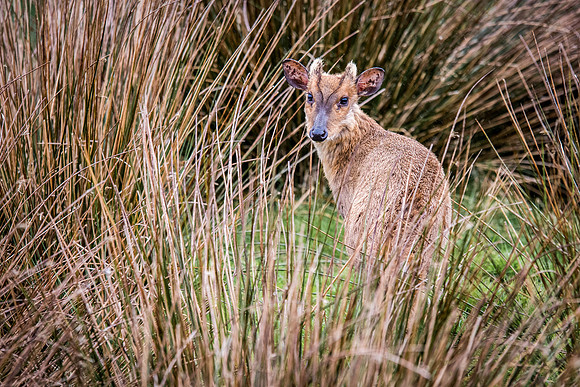 Muntjac Deer
