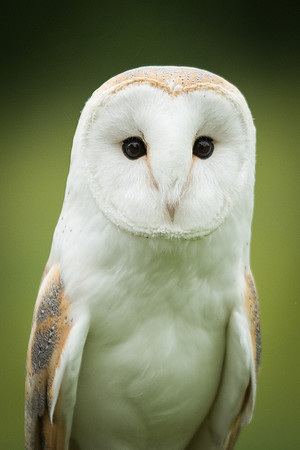 Barn Owl -1