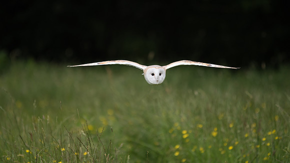 Barn Owl Flying -1