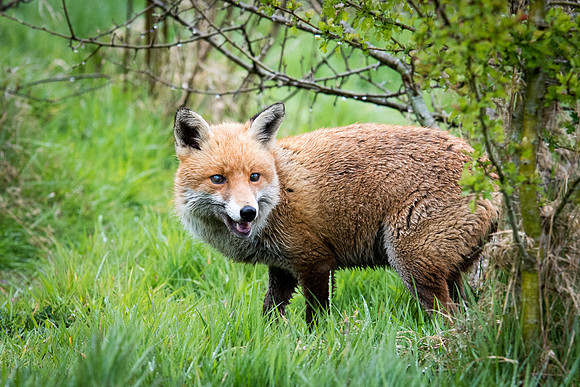 Fox -2
