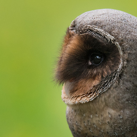 Black Barn Owl -2
