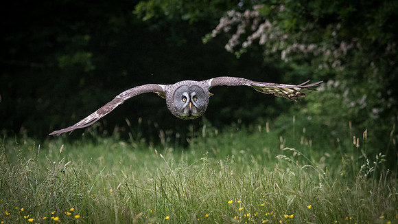 Great Grey Owl Flying- 2