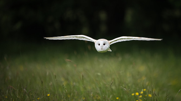 Barn Owl Flying -2