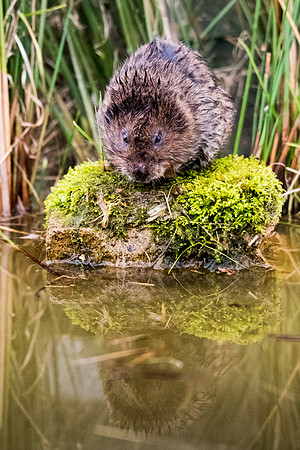 Water Vole -2