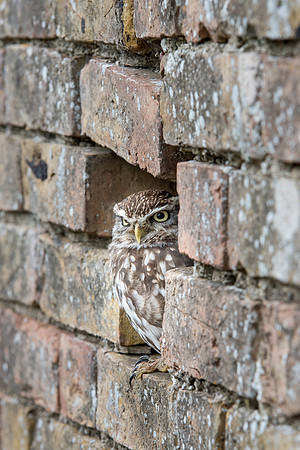 Little Owl in Wall