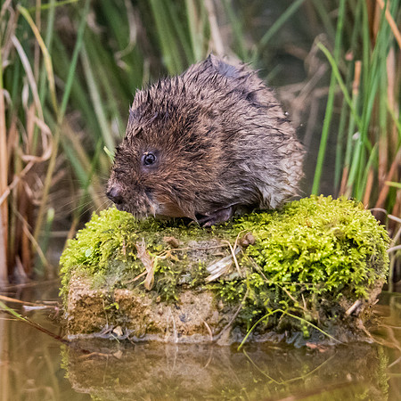 Water Vole -1