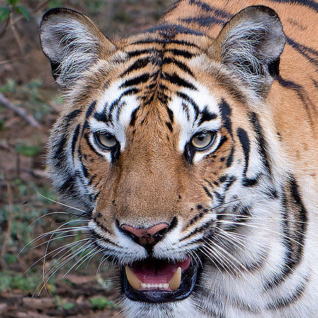 Tiger - 5