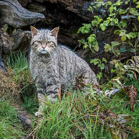 Scottish Wild Cat -3