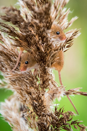 Lookout. Harvest Mice