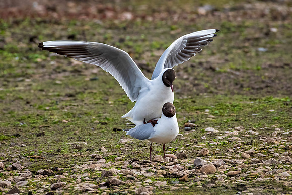 Black-headed Gulls Mating -050422-2