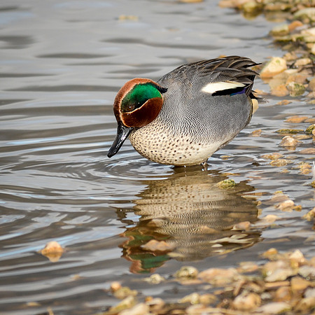 Teal, male