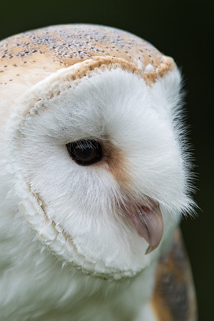 Barn Owl In Profile