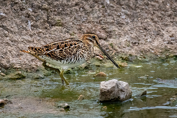 Common Snipe 090822 -1
