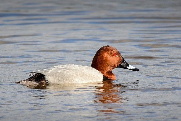 Pochard