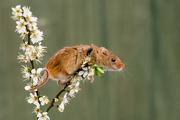 Harvest Mouse - 3
