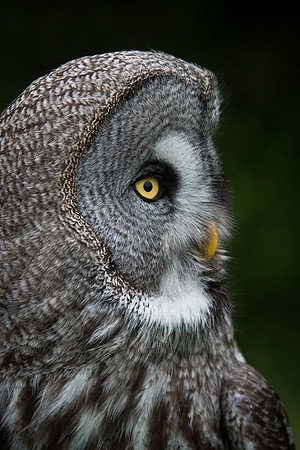 Great Grey Owl -2