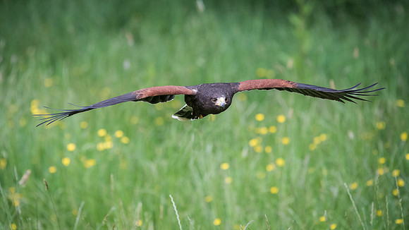 Harris Hawk Flying -2