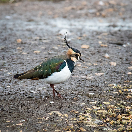 Lapwing