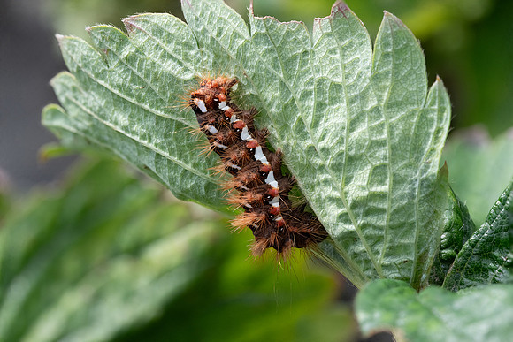 Yellow-tail Moth Caterpillar 260824