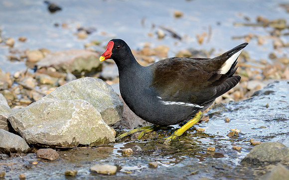 Moorhen