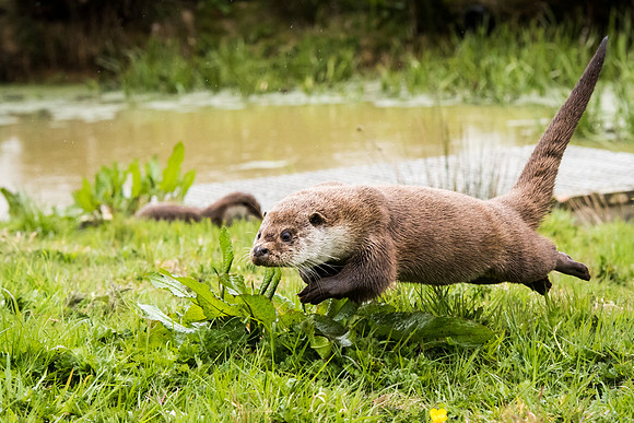 Otter Running