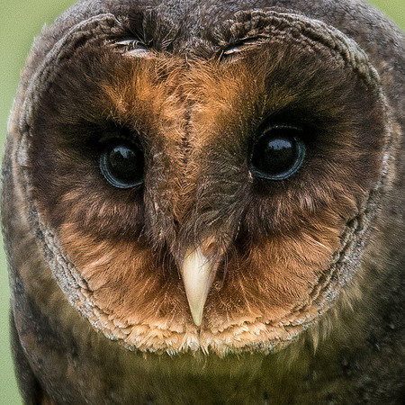Black Barn Owl -1