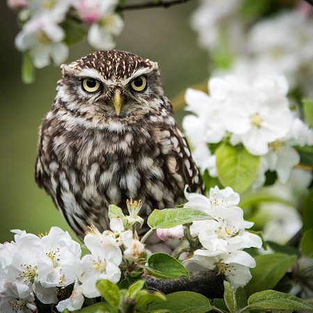 Little Owl in Apple Tree -2