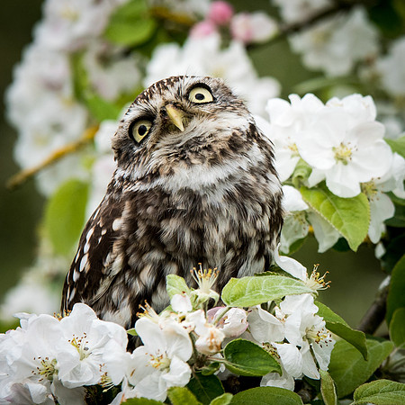 Little Owl in Apple Tree -1