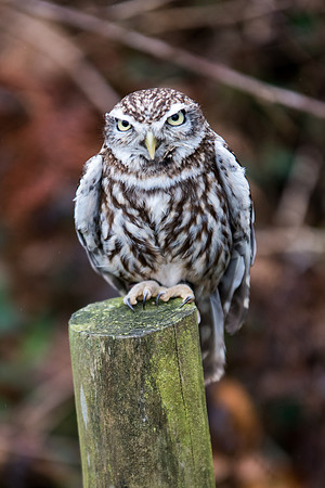 Little Owl -1