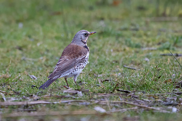 Fieldfare 120324