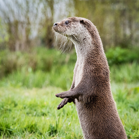 Otter Standing