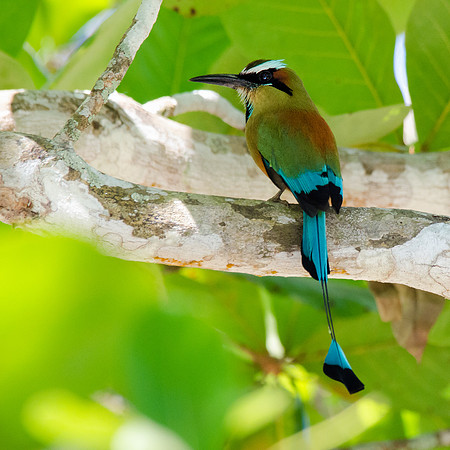 Tourquoise-Browed Motmot