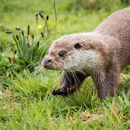 Otter Close-Up