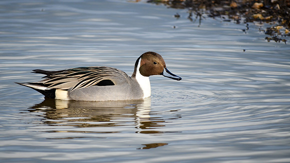 Pintail