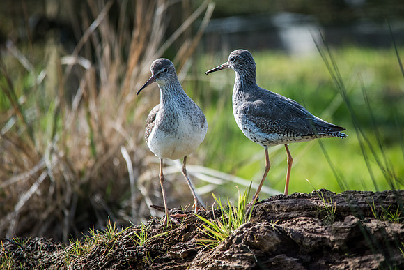 Redshank