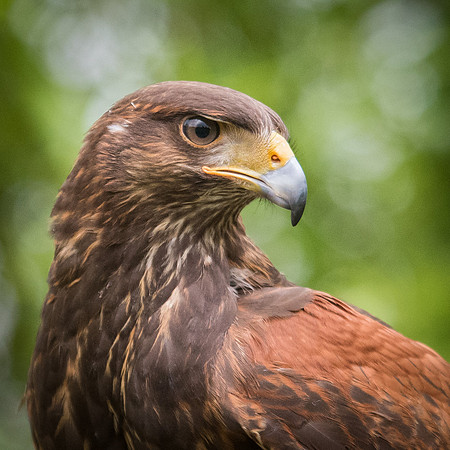 Harris Hawk