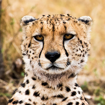 Cheetah Portrait