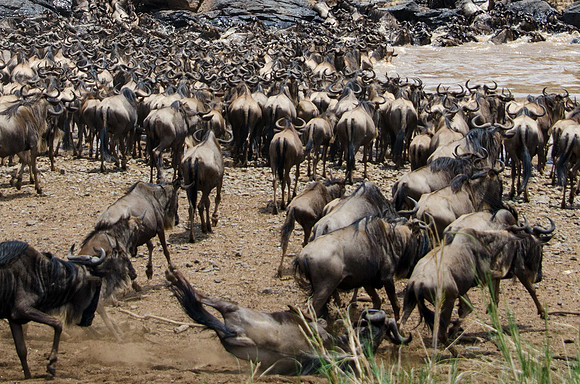 Wildebeest Crossing the Mara River -3