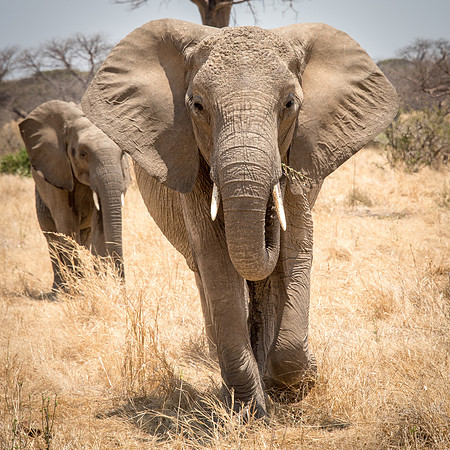 Elephant -1