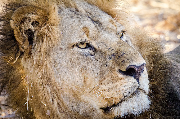 Lion Portrait -2