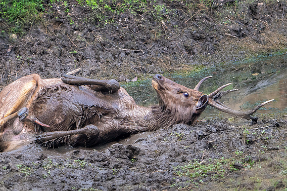 Sambar Deer in Mud -2