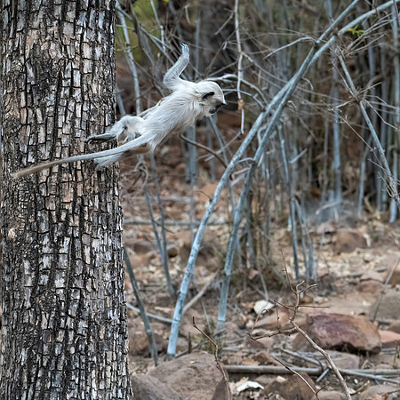 Langur Monkeys -9