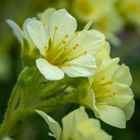 Saxifrage