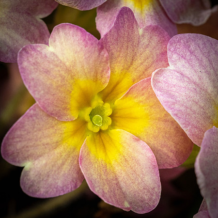 Polyanthus -2