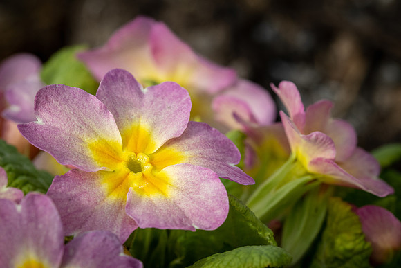 Polyanthus -1