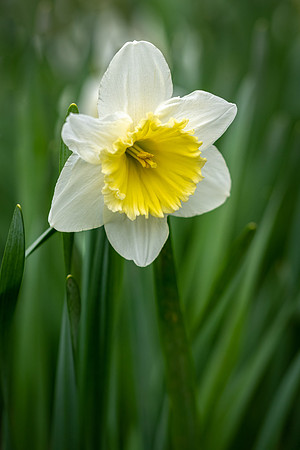 Daffodils -5