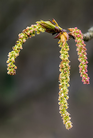 Populus candiensis aurora Catkins and Bud