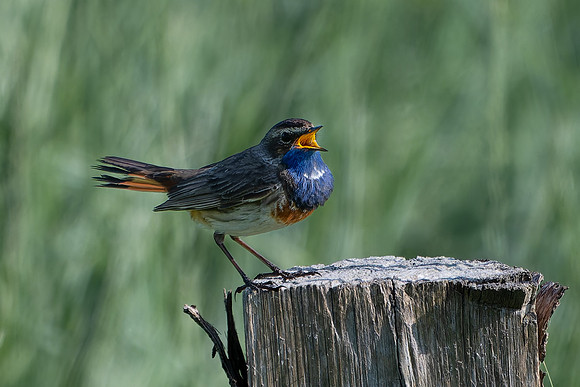Bluethroat 250624-1